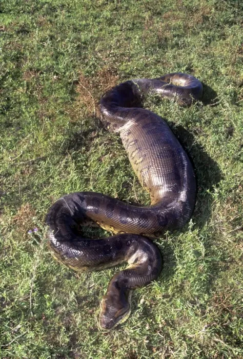 Do Snakes Eat Capybaras? Surprising Facts You Need to Know