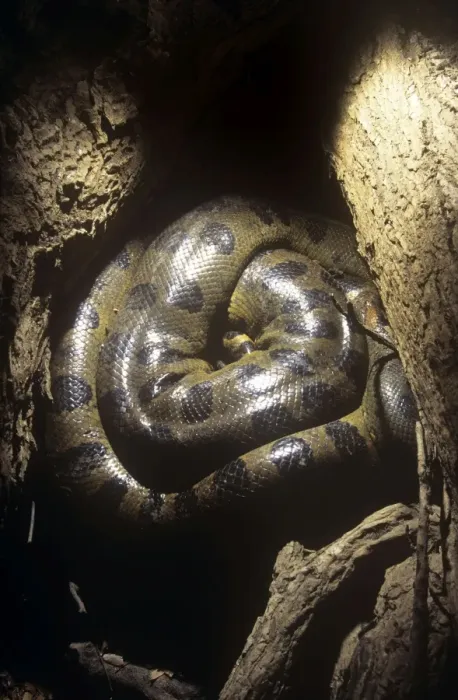 Framed Print : Anaconda - hidden among tree roots to survive dry season Framed Print : Anaconda - hidden among tree roots to survive dry season