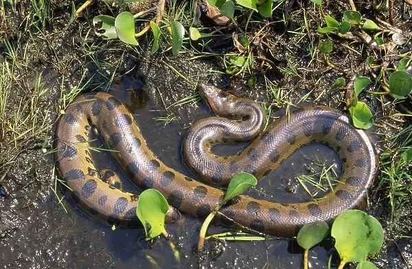 Anaconda South America
