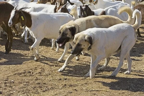 Anatolian Shepherd Dogs - walking with goats (Cheetah conservationists currently use anatolian shepherds as a cheetah deterrant for livestock protection) - Cheetah Conservation Fund - Namibia