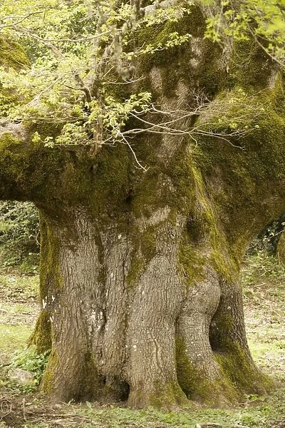 Ancient 600 year old Sessile Oak ( Quercus petraea ) in the mountains of Sicily