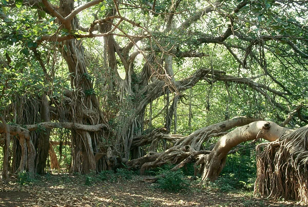 Ancient Banyan Tree - 2nd oldest tree in India. India