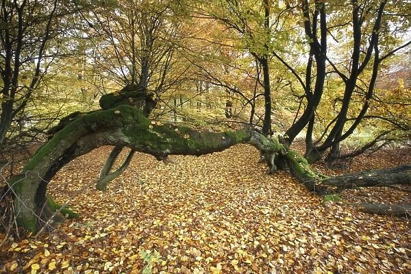 Ancient Beech Tree - in autumn colour, Sababurg National Park, N. Hessen, Germany
