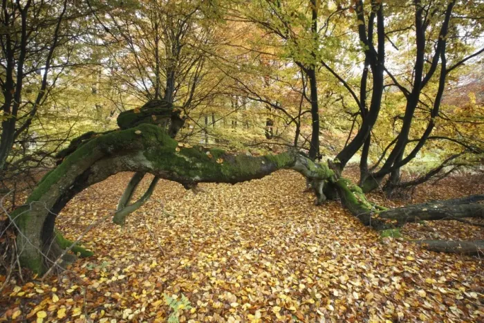 Framed Print : Ancient Beech Tree - in autumn colour, Sababurg National Park, N. Hessen, Germany Framed Print : Ancient Beech Tree - in autumn colour, Sababurg National Park, N. Hessen, Germany