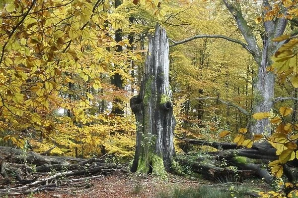 Ancient Beech Tree - in autumn colour - Sababurg National Park - N. Hessen - Germany