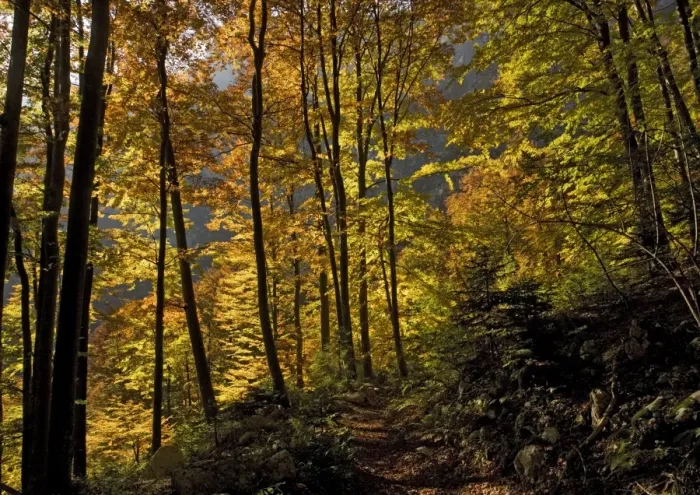 Framed Print : Ancient Beech woods - In autumn, on limestone. Triglav National Park Framed Print : Ancient Beech woods - In autumn, on limestone. Triglav National Park