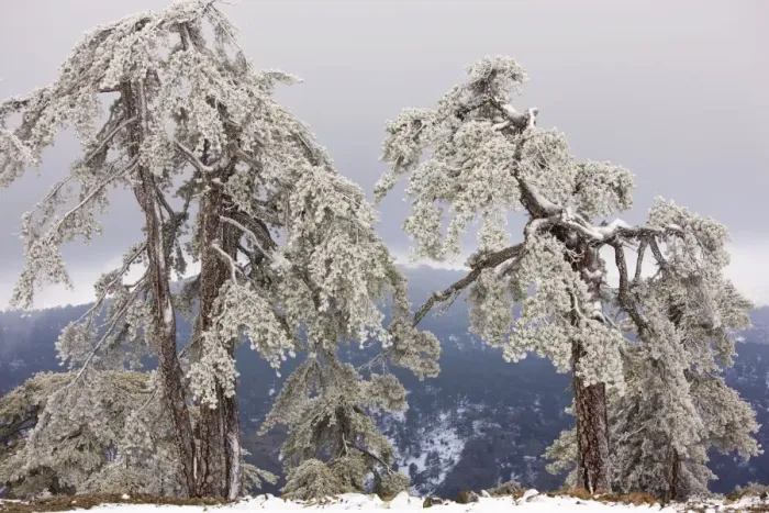 Framed Print : Ancient Black Pine forest - in snow and freezing fog, high in the Troodos Mountains, Greek Cyprus (south) Framed Print : Ancient Black Pine forest - in snow and freezing fog, high in the Troodos Mountains, Greek Cyprus (south)