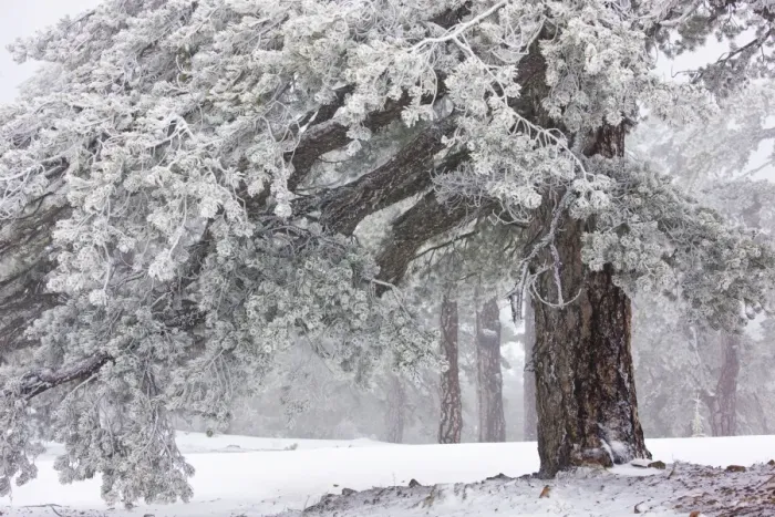 Framed Print : Ancient Black Pine forest - in snow and freezing fog, high in the Troodos Mountains, Greek Cyprus (south) Framed Print : Ancient Black Pine forest - in snow and freezing fog, high in the Troodos Mountains, Greek Cyprus (south)
