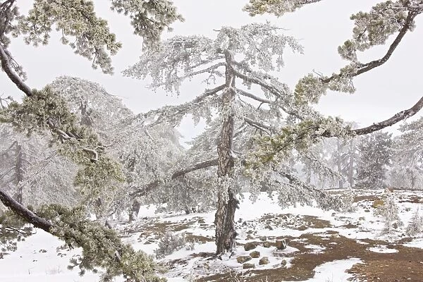 Ancient Black Pine forest - in snow and freezing fog, high in the Troodos Mountains, Greek Cyprus (south)
