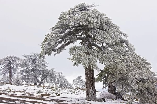 Ancient Black Pine forest - in snow and freezing fog, high in the Troodos Mountains, Greek Cyprus (south)