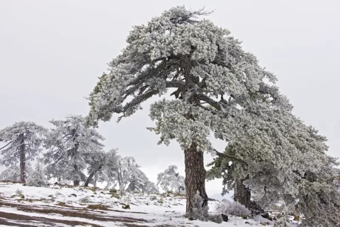 Framed Print : Ancient Black Pine forest - in snow and freezing fog, high in the Troodos Mountains, Greek Cyprus (south) Framed Print : Ancient Black Pine forest - in snow and freezing fog, high in the Troodos Mountains, Greek Cyprus (south)