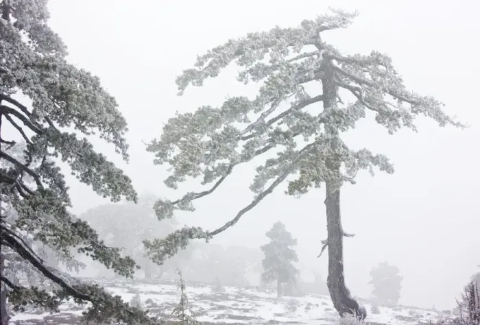 Framed Print : Ancient Black Pine forest - in snow and freezing fog, high in the Troodos Mountains, Greek Cyprus (south) Framed Print : Ancient Black Pine forest - in snow and freezing fog, high in the Troodos Mountains, Greek Cyprus (south)