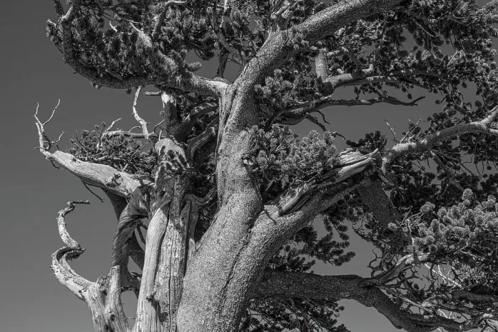 Framed Print : Ancient bristlecone pines, Mount Evans Wilderness Area, Colorado Date: 14-06-2021 Framed Print : Ancient bristlecone pines, Mount Evans Wilderness Area, Colorado Date: 14-06-2021
