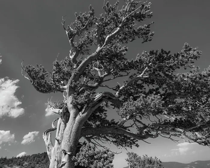 Framed Print : Ancient bristlecone pines, Mount Evans Wilderness Area, Colorado Date: 14-06-2021 Framed Print : Ancient bristlecone pines, Mount Evans Wilderness Area, Colorado Date: 14-06-2021