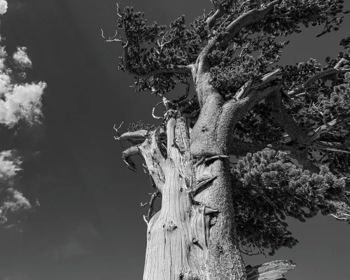 Framed Print : Ancient bristlecone pines, Mount Evans Wilderness Area, Colorado Date: 14-06-2021 Framed Print : Ancient bristlecone pines, Mount Evans Wilderness Area, Colorado Date: 14-06-2021