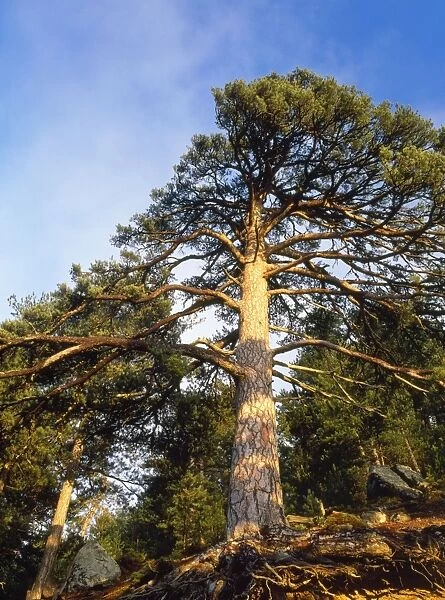 Ancient Corsican Pine Larico Corsica