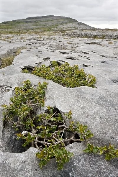 Ancient dwarf gnarled holly trees growing on limestone pavement at Mullagh Mor, the Burren, Eire