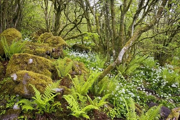 Ancient dwarfed coppice woodland with ferns, at Slieve Carran Oratory, The Burren; Eire
