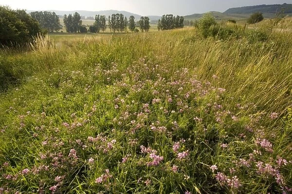 Ancient flowery grasslands around the saxon village of Viskri, Transylvania. Crown vetch (Coronilla varia) in the foreground. Romania