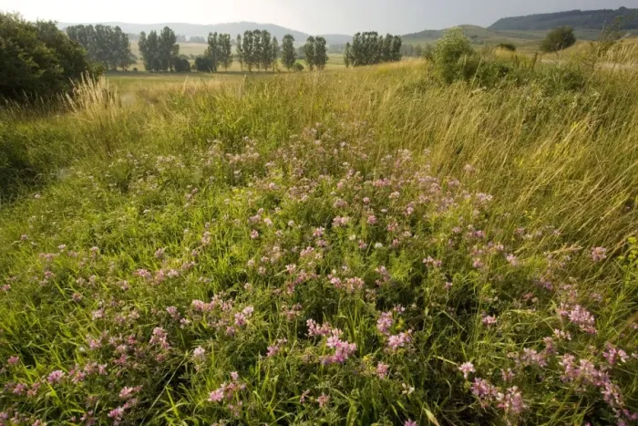 Framed Print : Ancient flowery grasslands around the saxon village of Viskri, Transylvania. Crown vetch (Coronilla varia) in the foreground. Romania Framed Print : Ancient flowery grasslands around the saxon village of Viskri, Transylvania. Crown vetch (Coronilla varia) in the foreground. Romania