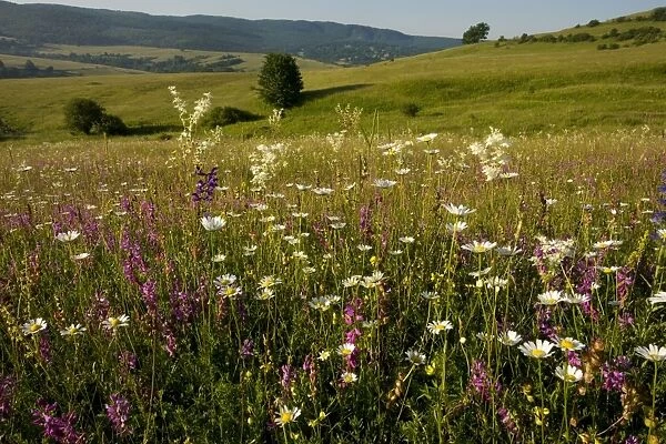 Ancient flowery limestone grassland in Transilvania, near Baraolt. Dominated by Great Milkwort, ox-eye daisy, dropwort etc. Romania