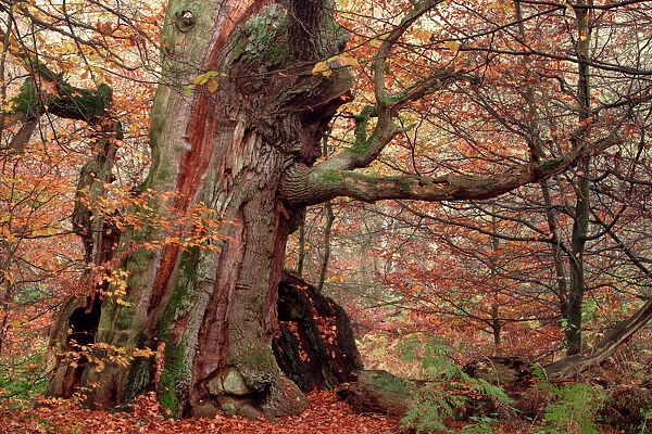 Ancient Oak Tree - Autumn colour in old forest of Sababurg, october. North Hessen, Germany