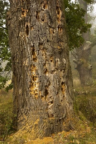 Ancient oak tree with beetle and woodpecker holes in wood pasture; the Breite nature reserve near Sigishoara; Transylvania, Romania