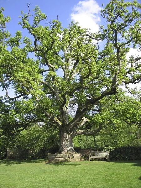 Ancient Oak Tree - In garden