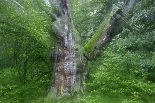 Ancient Oak Tree - In summer morning mist Sababurg, North Hessen, Germany