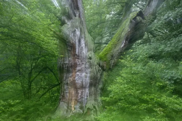 Framed Print : Ancient Oak Tree - In summer morning mist Sababurg, North Hessen, Germany Framed Print : Ancient Oak Tree - In summer morning mist Sababurg, North Hessen, Germany