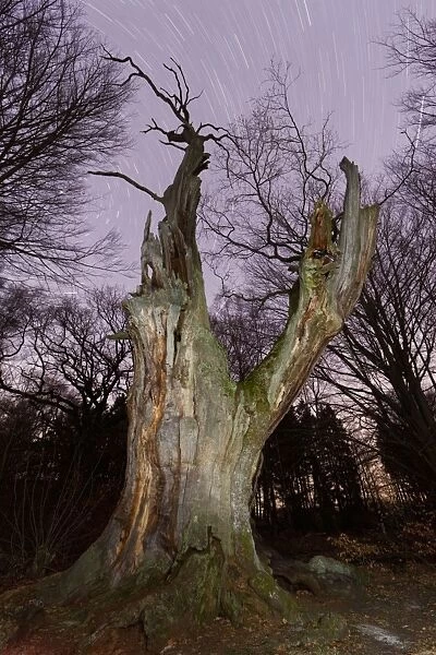 Ancient Oak Tree - and winter star trails - Sababurg Ancient Forest Reserve - North Hessen - Germany