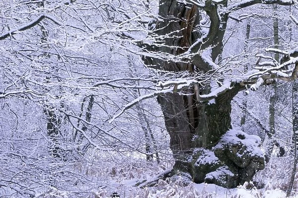 Ancient Oak Tree - in winter, four hundred years old Sababurg forest, Hessen, Germany