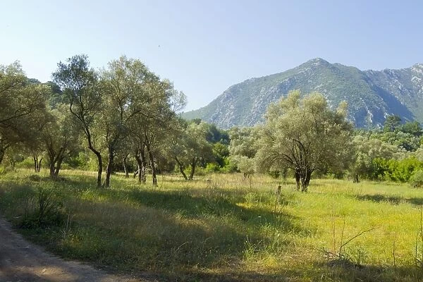 Ancient Olive Grove - which holds breeding Olive-tree Warblers, Masked Shrikes, Sombre Tits and Eastern Orphean Warblers - Southern Turkey - May