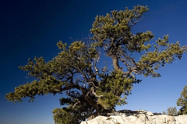 Ancient Pinyon Pine, Pinus monophylla, on the edge of the Grand Canyon. Dawn. Arizona, USA