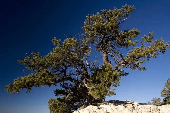Framed Print : Ancient Pinyon Pine, Pinus monophylla, on the edge of the Grand Canyon. Dawn. Arizona, USA Framed Print : Ancient Pinyon Pine, Pinus monophylla, on the edge of the Grand Canyon. Dawn. Arizona, USA