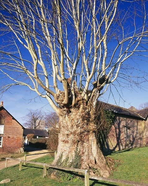 Ancient Pollard Sycamore Tree Tolpuddle Martyr's Tree Puddletown Dorset, UK