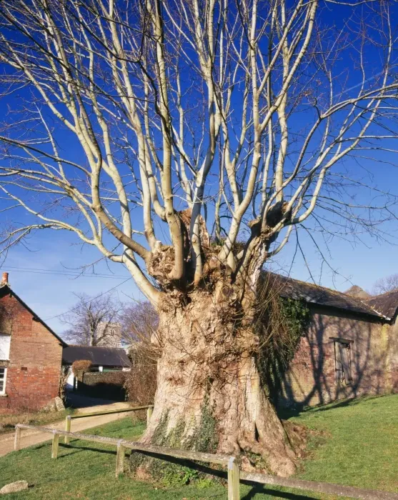 Framed Print : Ancient Pollard Sycamore Tree Tolpuddle Martyr's Tree Puddletown Dorset, UK Framed Print : Ancient Pollard Sycamore Tree Tolpuddle Martyr's Tree Puddletown Dorset, UK