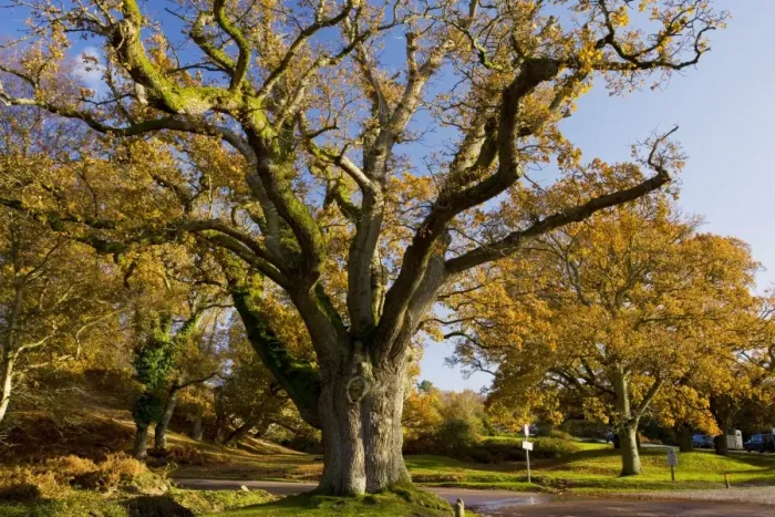 Framed Print : Ancient pollarded common oak Quercus robur at Moyles Court, New Forest in autumn, Hants Framed Print : Ancient pollarded common oak Quercus robur at Moyles Court, New Forest in autumn, Hants