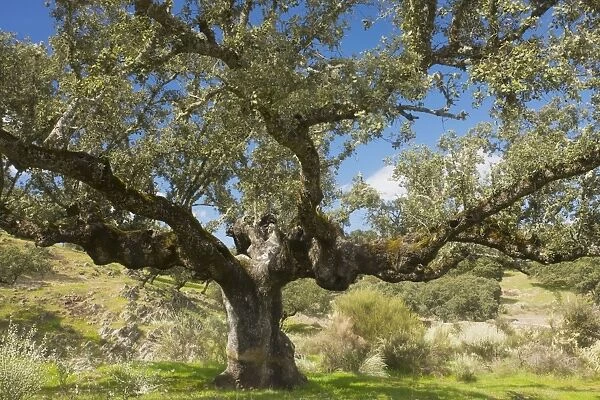 Ancient pollarded Holm Oak, western form (Quercus ilex ssp. rotundifolia (= Q. rotundifolia)) in dehesa, with Lygos in flower below; Extremadura, West Spain