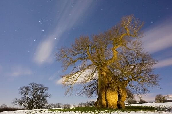 The ancient Silton Oak - on a snowy February night; Dorset UK