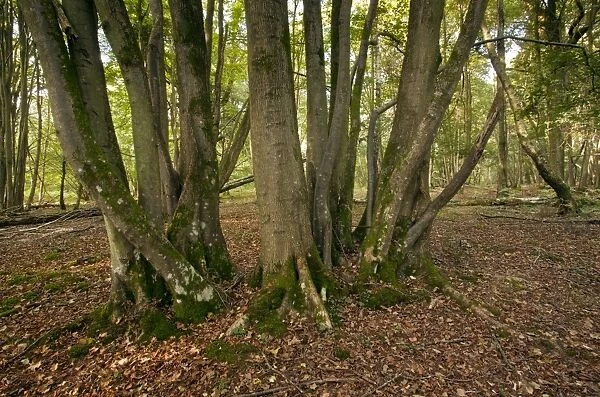 Ancient Small-leaved Lime coppice in Langley Wood