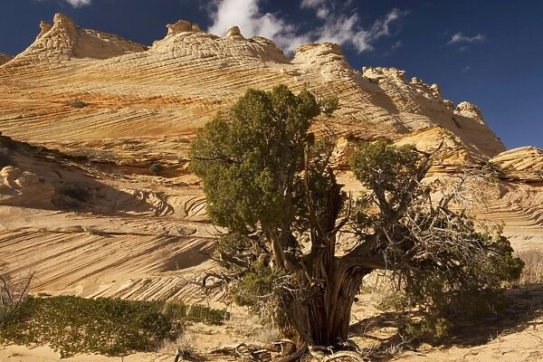 Ancient Utah Juniper (Juniperus osteosperma) with lovely sandstone cliffs beyond in an area known as The Wave - an extraordinary area of sinuous eroded banded sandstone rocks in the Paria-Vermillion Cliffs National Monument