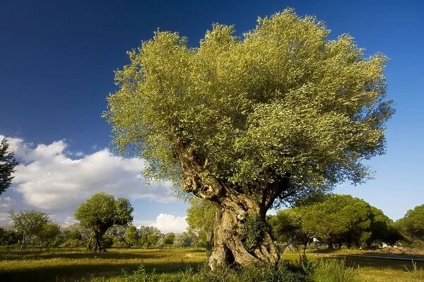 Ancient Wild Olive trees (Olea europaea ssp. oleaster) at El Acebuche, Coto Donana National Park, Andalucia, South-west Spain