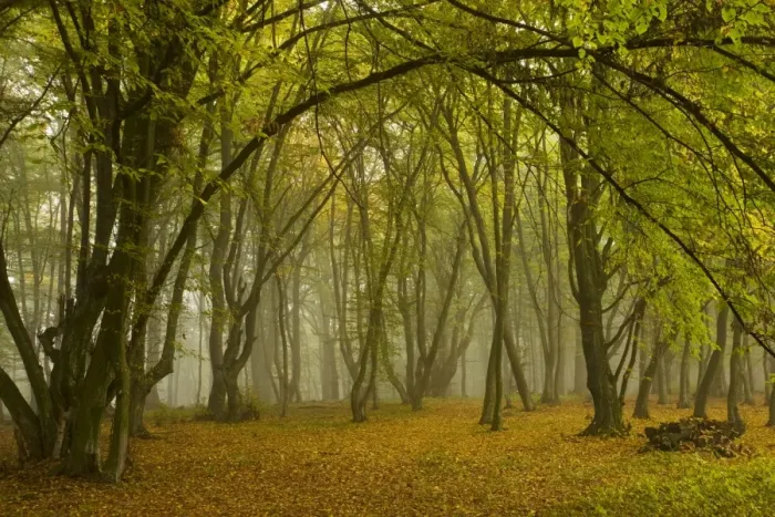Framed Print : Ancient wood pasture with old oaks and beeches in the mist, autumn; the Breite nature reserve near Sigishoara; Transylvania, Romania Framed Print : Ancient wood pasture with old oaks and beeches in the mist, autumn; the Breite nature reserve near Sigishoara; Transylvania, Romania