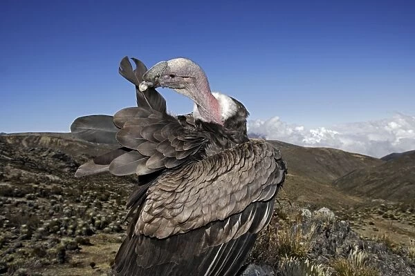 Andean Condor. The Andes - Merida - Pico de Aguila (Eagle's Peak) - Venezuela