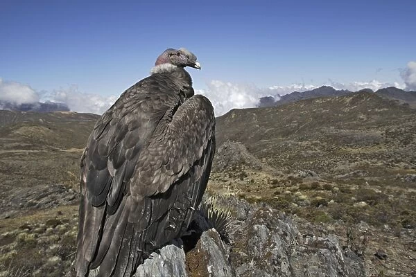 Andean Condor. The Andes - Merida - Pico de Aguila (Eagle's Peak) - Venezuela