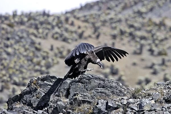 Andean Condor - Andes of Merida - Pico de Aguila - Venezuela