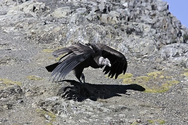 Andean Condor. Andes of Merida - Pico de Aguila - Venezuela