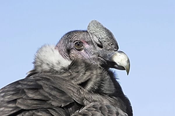 Andean Condor. Andes of Merida - Pico de Aguila - Venezuela