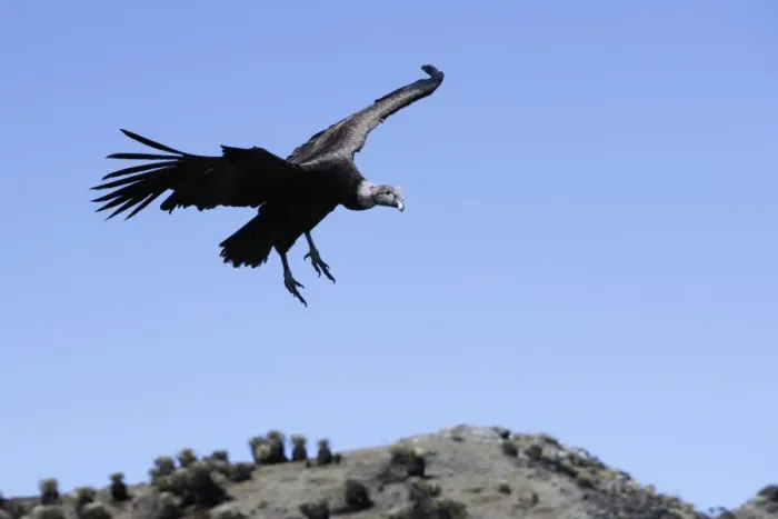 Framed Print : Andean Condor. The Andes - Merida - Pico de Aguila (Eagle's Peak) - Venezuela Framed Print : Andean Condor. The Andes - Merida - Pico de Aguila (Eagle's Peak) - Venezuela